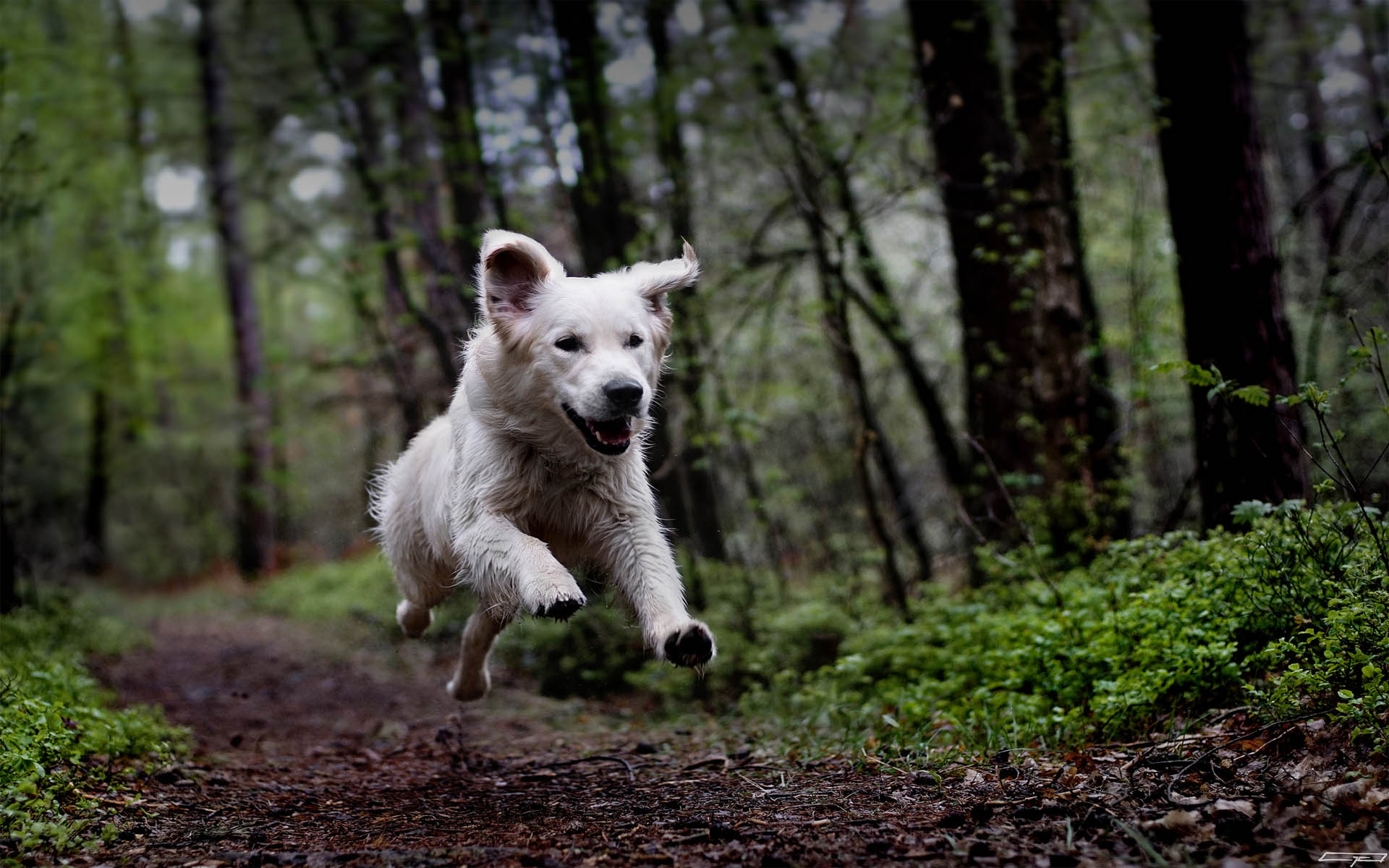 САЯН