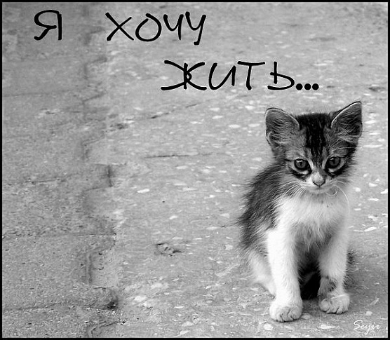 Мартин мертв. Кто следующий?