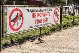 Кормление голубей небезопасно для вашего здоровья