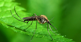 Ученые ИЦиГ расшифровали геном малярийного комара Новые данные имеют как фундаментальное научное значение, так и прикладные перспективы